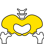 骨格・骨盤矯正